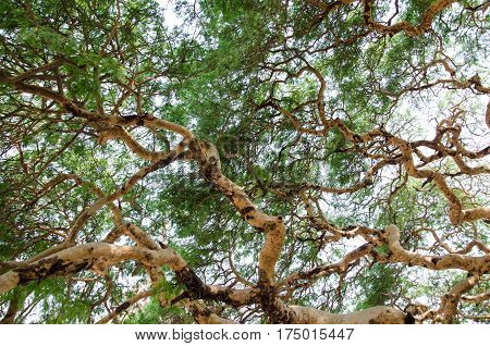 Twisted branches of acacia tree Vachellia leucophloea in Myanmar