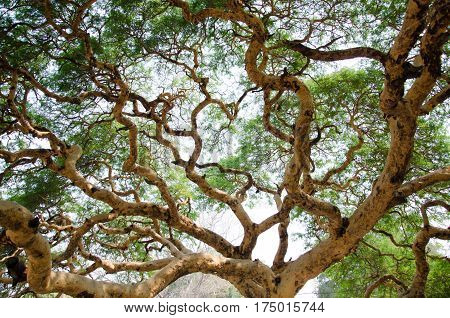 Twisted branches of acacia tree Vachellia leucophloea in Myanmar