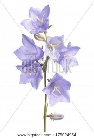 Peach-leaved bellflowe (Campanula persicifolia) isolated on white background