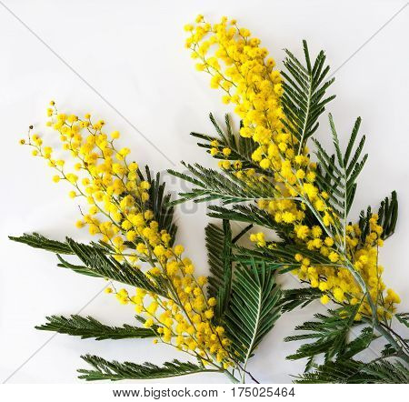 Flowering branches of Mimosa (acacia dealbate). Spring yellow flowers. Isolated on white background. Close-up.