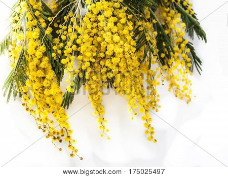 Blooming Mimoza (Acacia dealbata). Fragrant yellow flowers on a white background. Close-up.