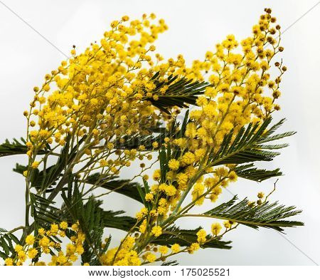 Fine yellow flowers Mimosa (acacia dealbata). Beautiful spring flowers on a white background. Yellow inflorescences and green leaves. Close-up.