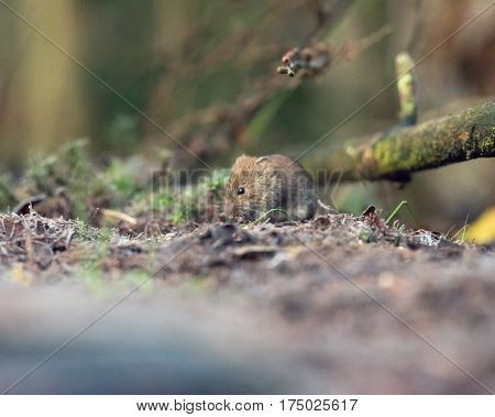 Bank Vole (mouse) Foraging On Forest Ground.