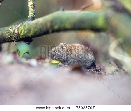 Bank Vole (mouse) Foraging On Forest Ground.