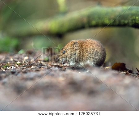 Bank Vole (mouse) Foraging On Forest Ground.