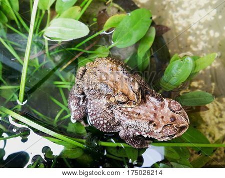 toad mating common sex in the lotus pond