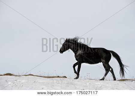 Caucasian Wild horses graze and frolic at the winter Caucasus mountain pasture against a blue sky and snow-covered meadows