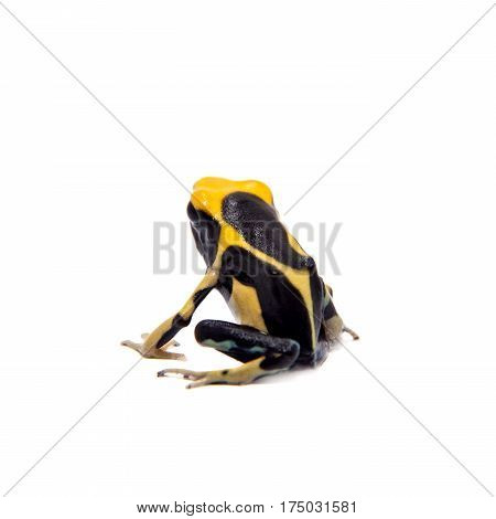 Regina Blue Dyeing Poison Dart Frogling, Dendrobates tinctorius, on white background.