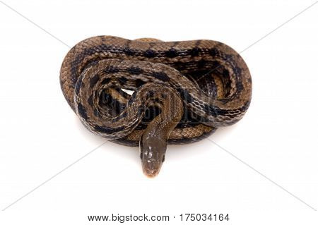 Beauty Rat Snake, Orthriophis taeniurus, isolated on white background