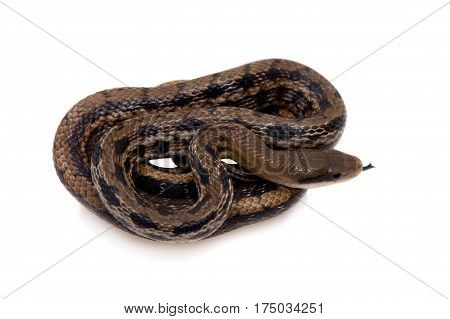 Beauty Rat Snake, Orthriophis taeniurus, isolated on white background