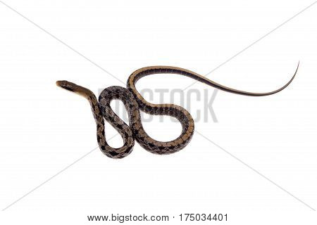 Beauty Rat Snake, Orthriophis taeniurus, isolated on white background