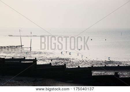 groynes on the shingle beach at whitstable kent