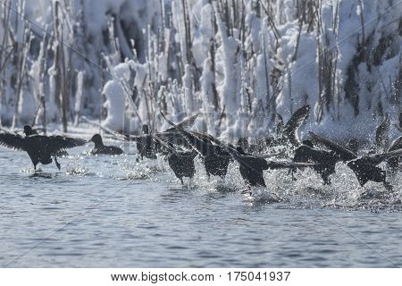 Eurasian coot (Fulica atra) in flight. Location: Comana Natural Park Romania