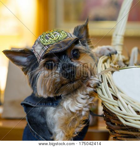 Funny miniature decorative dog dressed in a denim suit and hat. Clothing for Pets is a lifestyle. Breed the Yorkshire terrier - dogs for the rich lady living toy.