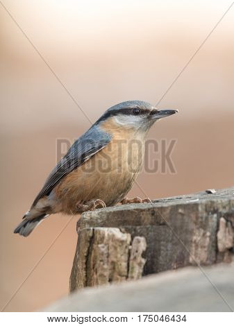 The Eurasian nuthatch or wood nuthatch (Sitta europaea) sitiing on the stump in a winter time.