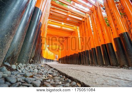 Ultra wide angle view of Torii gates in Fushimi Inari Shrine in Kyoto, Japan