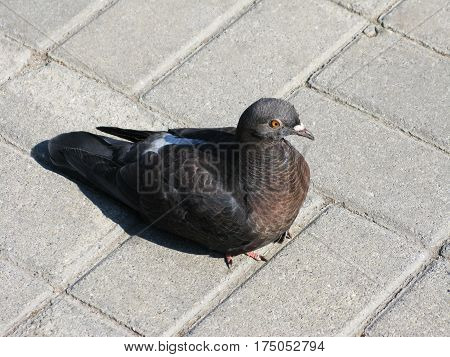 Dove pigeon bird on the tile background outdoor photo