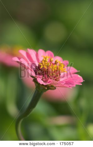 Pink Daisy