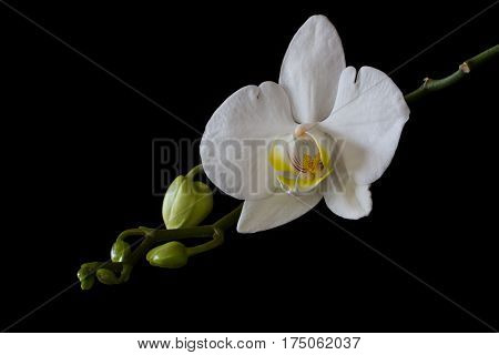 closeup of a white orchid on a black background