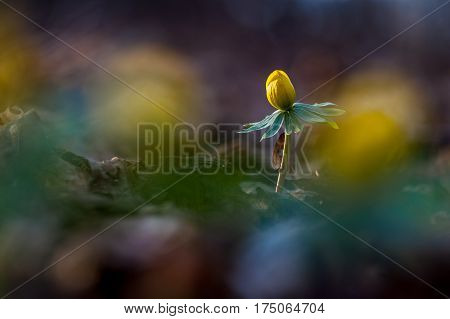 Yellow flower closeup with shallow depth of field - Eranthis hyemalis - early signs of spring