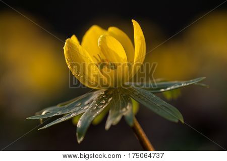 Yellow flower closeup with shallow depth of field - Eranthis hyemalis - early signs of spring