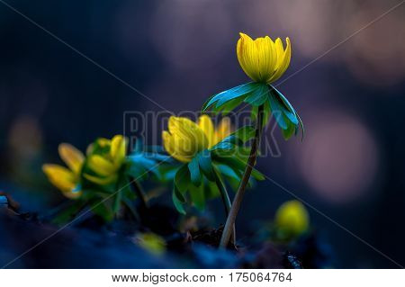 Yellow flower closeup with shallow depth of field - Eranthis hyemalis - early signs of spring