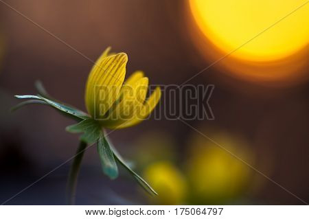 Yellow flower closeup with shallow depth of field - Eranthis hyemalis - early signs of spring