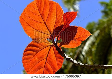 Roxburgh fig Latin name Ficus auriculata autumn leaves