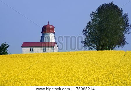 yellow field with oil seed rape in early spring
