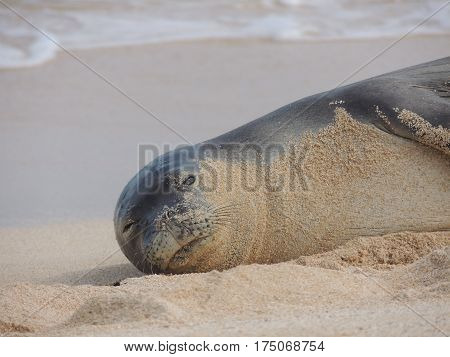 Hawaiian Monk Seal Resting on the Beach