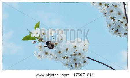 Branches of a white flowering cherry against the blue sky. Bumblebee on flower.
