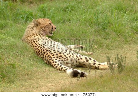 Gepard