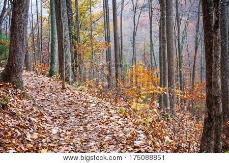 Colorful hiking trail near Crabtree Falls in Virginia