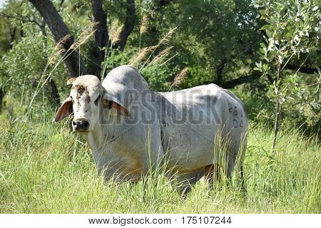 Wild Animal in the Northern Territory of Australia