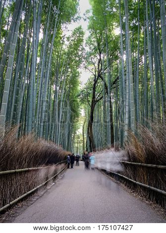 Bamboo Grove At Arashiyama In Kyoto, Japan