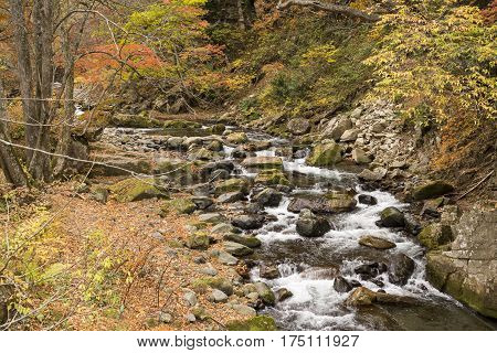 Brook flowing among many stones beside fallen leaves in autumn