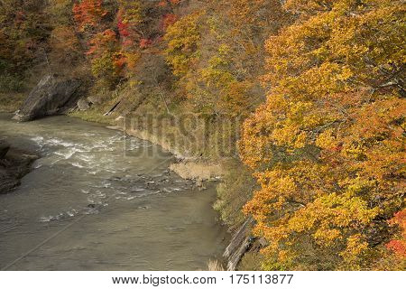 Autumn orange forest beside Yubari river in Hokkaido