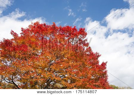 Autumn deep orange painted maple tree under flowing clouds