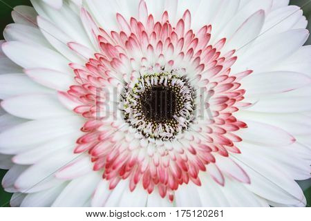 Closeup white and red chrysanthemun flower textured background