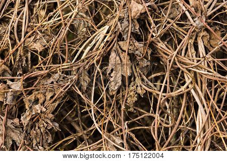Dry trunks and branches of grape plant. Abstract grunge background.