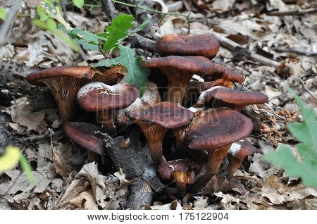 Dry Omphalotus olearius or orange jack o lantern mushroom gills, toxic mushroom