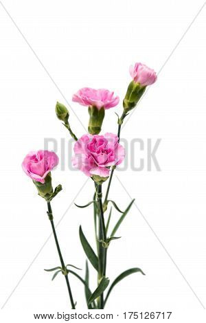 carnation Beautiful flower isolated on white background