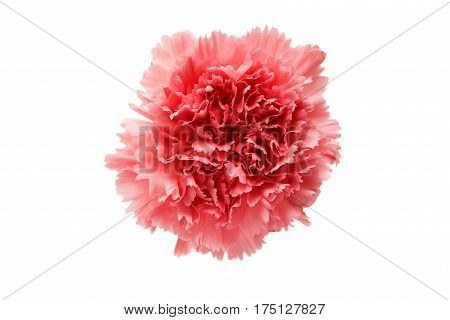 carnation Beautiful flower isolated on white background