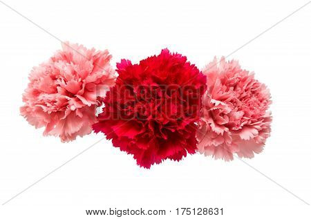 carnation Beautiful flower isolated on white background