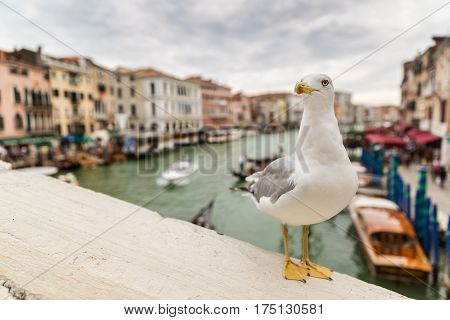 Seagull posing on The railing of the Railto, Venice.