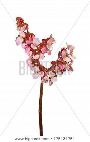 Flowers of Begonia Isolated on White Background