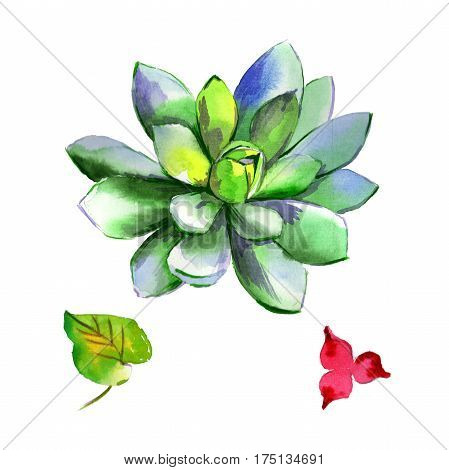 Wildflower succulentus flower in a watercolor style isolated. Full name of the plant: succulentus. Aquarelle wild flower for background, texture, wrapper pattern, frame or border.