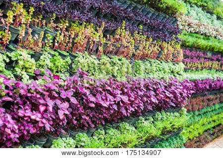 Vertical garden plant walls of natrue background