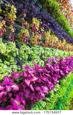 Vertical garden plant walls of natrue background