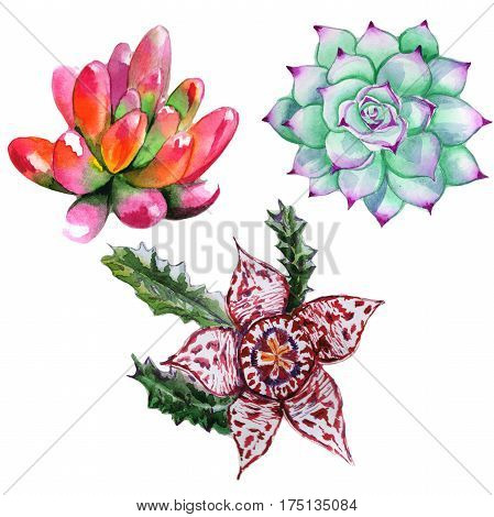 Wildflower succulentus flower in a watercolor style isolated. Full name of the plant: succulentus. Aquarelle wild flower for background, texture, wrapper pattern, frame or border.